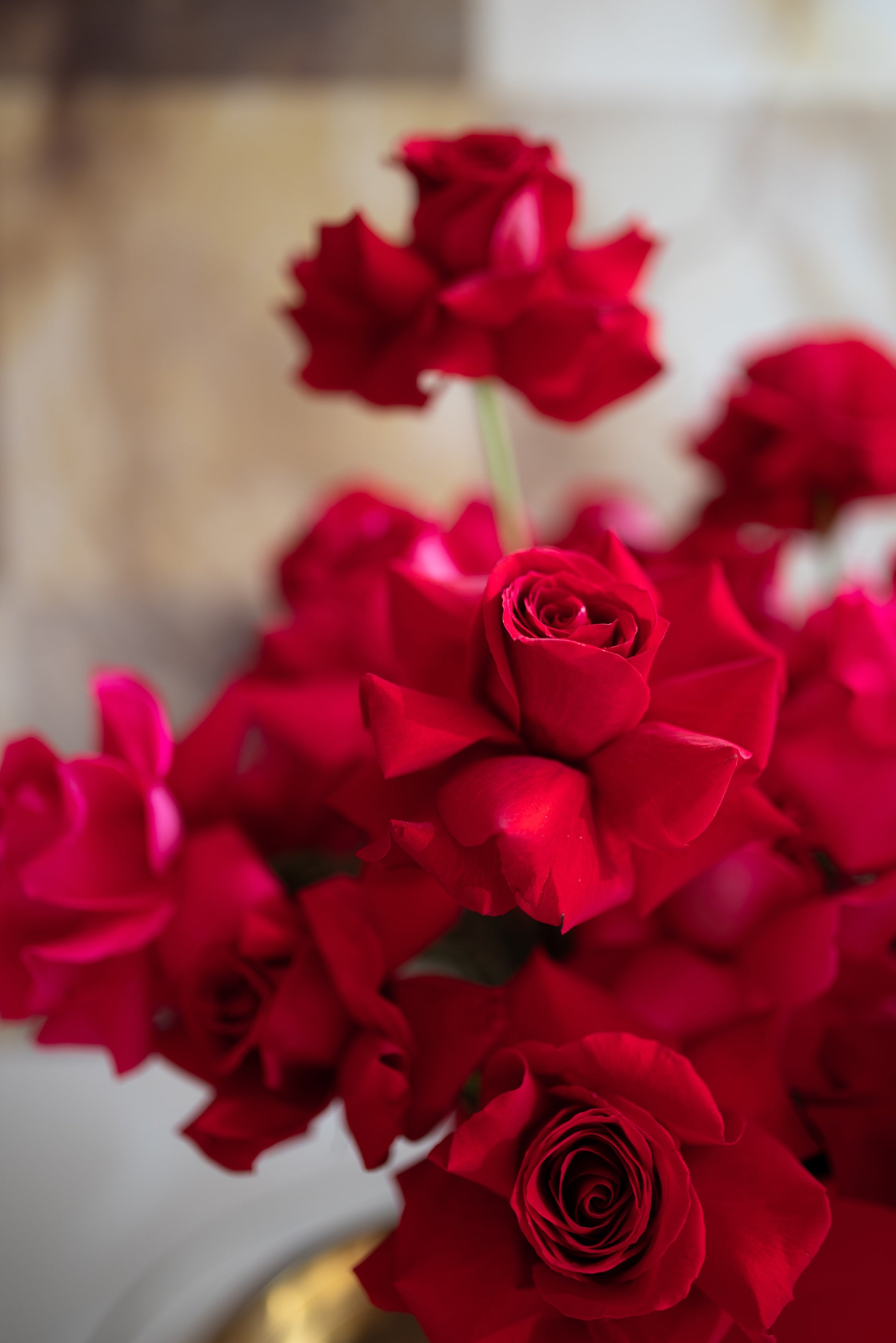 Ruže flower box